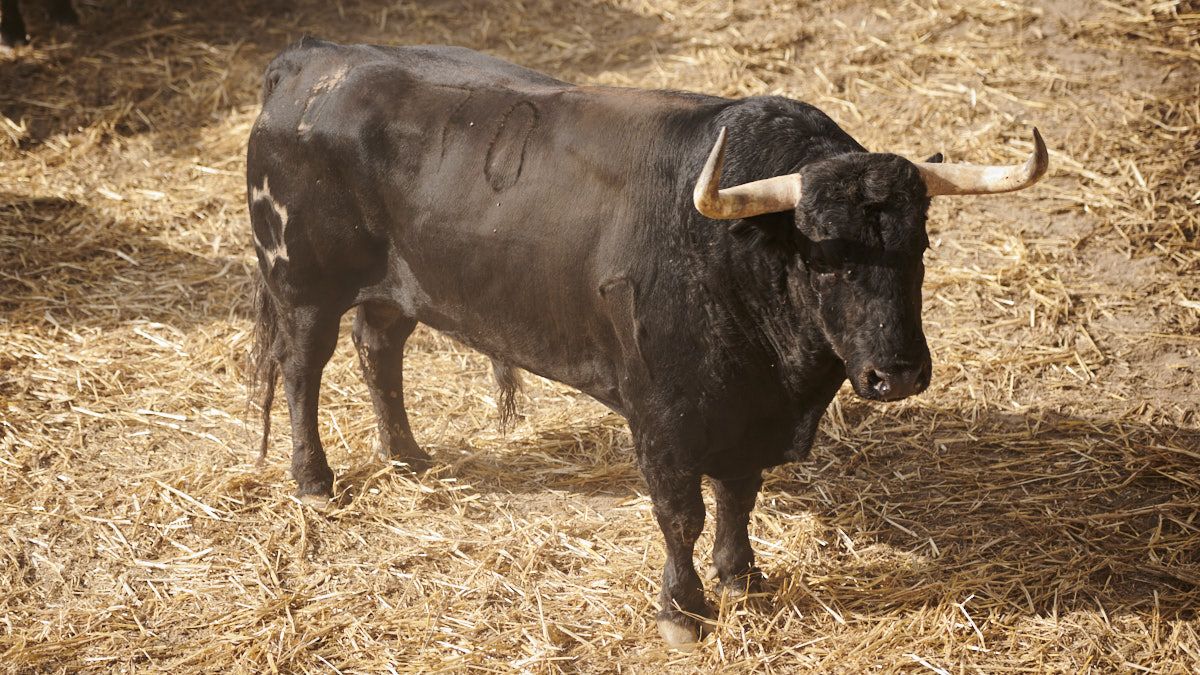 El toro 'Rufián' (nº70) de la ganadería de Jandilla (12 de julio) y de 565 kilos de peso en los corrales del Gas de Pamplona. PABLO LASAOSA