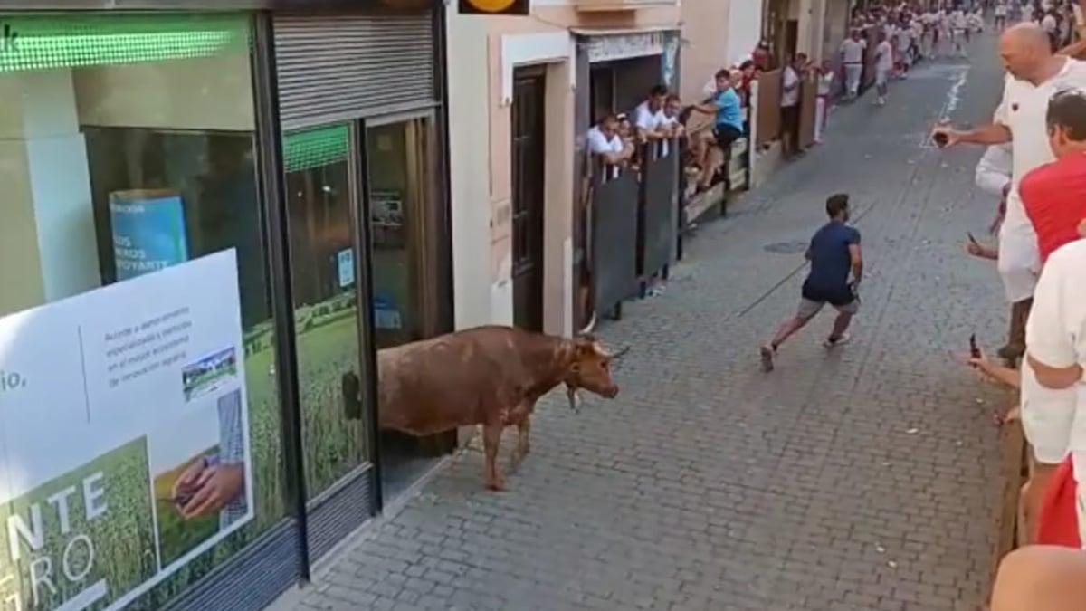 Una vaquilla se cuela en una sucursal de La Caixa durante el encierro de Lerín. NAVARRA.COM