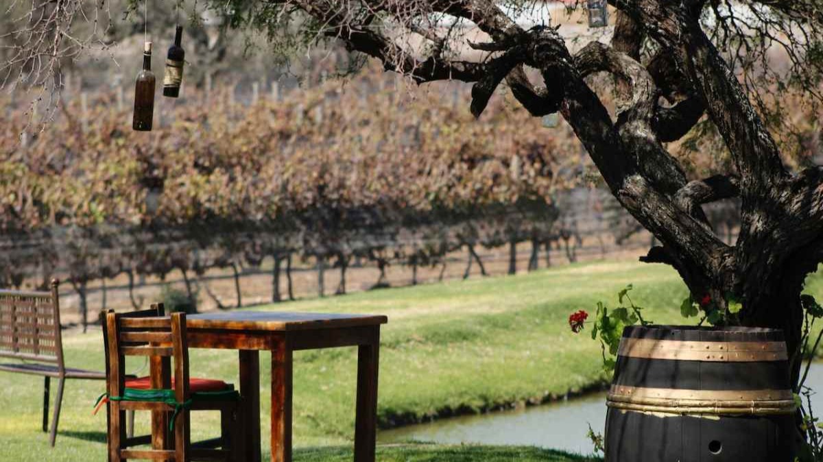 Enoturismo en Navarra: visitas guiadas a viñedos o bodegas. Foto: pexels.