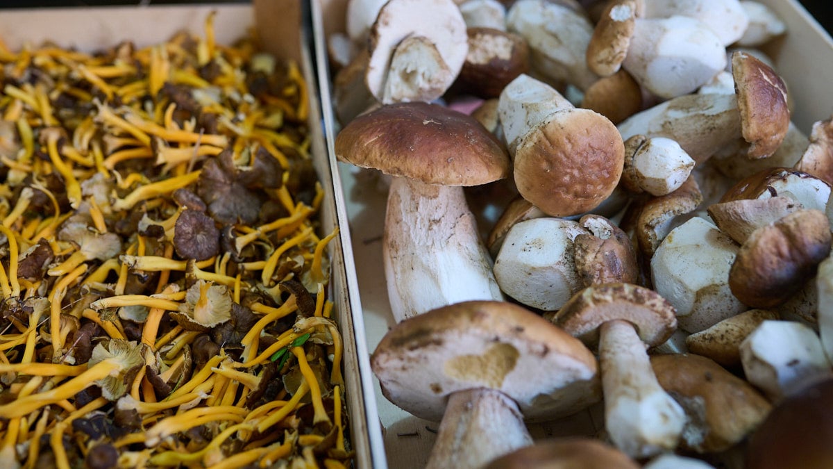 Tienda Setas y Hongos Silvestres Gobeies, Wild & Natural micología en la calle Joaquín Lizarraga 6 de la Rochapea. PABLO LASAOSA