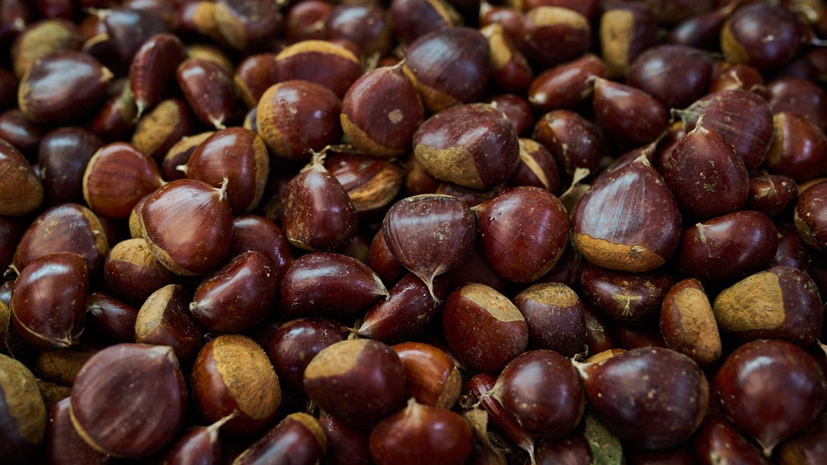 Tienda Setas y Hongos Silvestres Gobeies, Wild & Natural micología en la calle Joaquín Lizarraga 6 de la Rochapea. PABLO LASAOSA