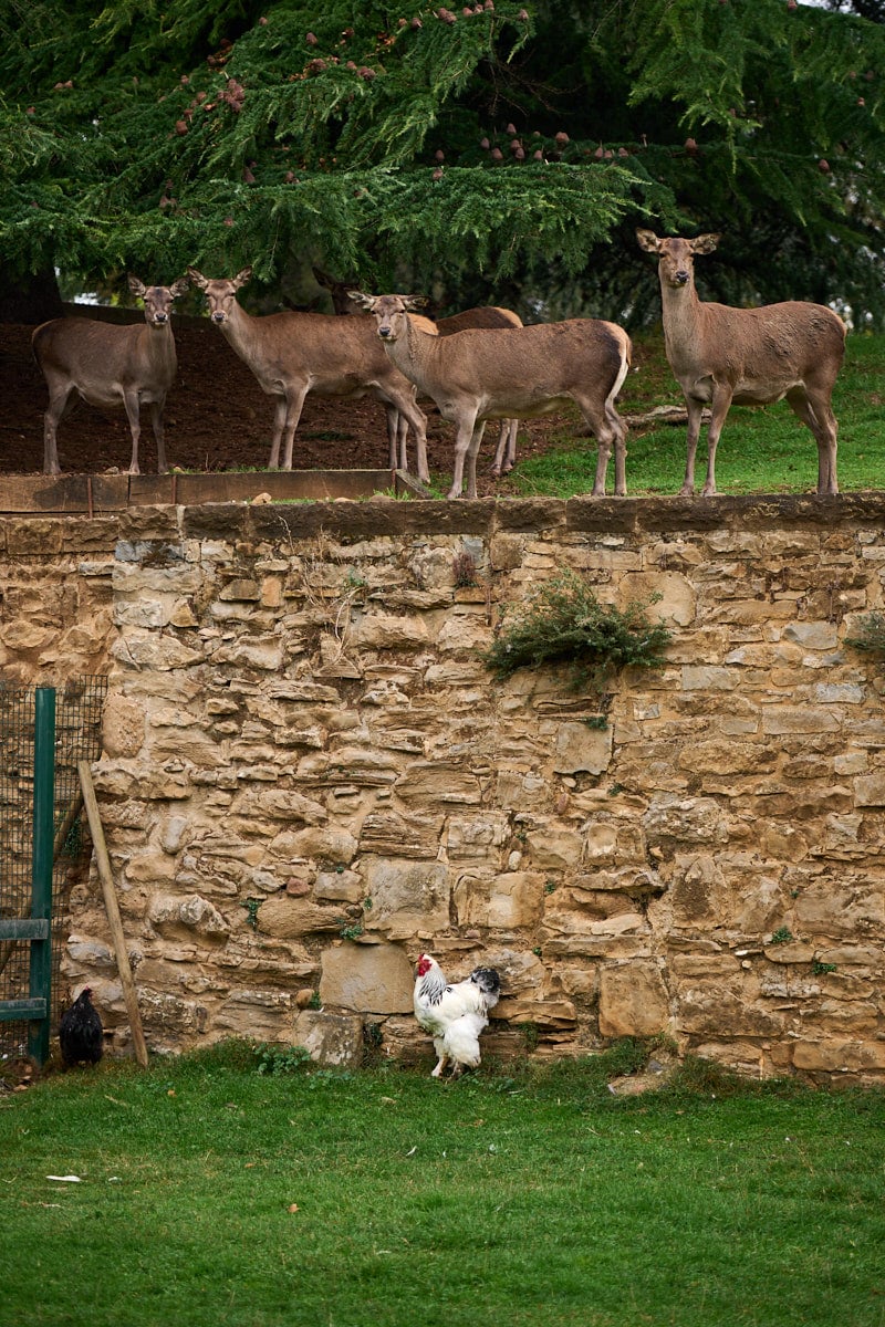 El zoo urbano en el parque de la Taconera de Pamplona. PABLO LASAOSA