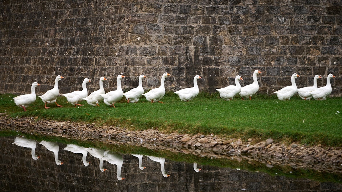 El zoo urbano en el parque de la Taconera de Pamplona. PABLO LASAOSA