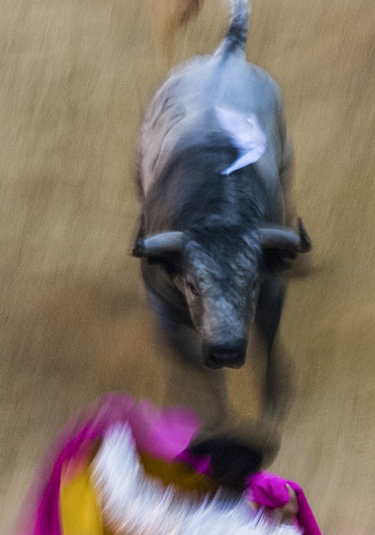 9/07/2001 José Padilla al capote frente a un “Cebada Gago”. Cartel de la Feria del Toro de 2002 (Foto Jim Hollander, cortesía del autor)