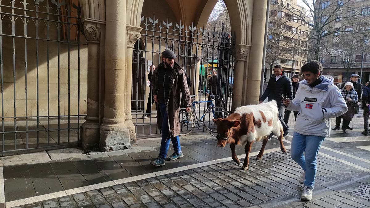 Carlos Jordán camina hacia la iglesia de San Nicolás con un buey en el día de San Antón. L.V.R.