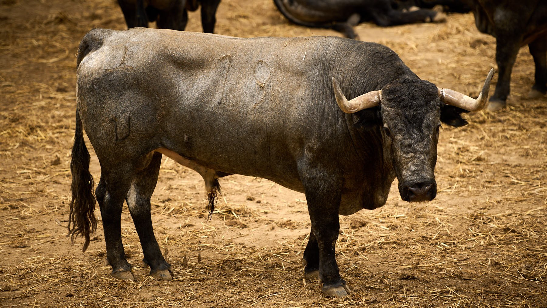 El toro 'Casillero' (nº19) de la ganadería de José Escolar Gil (8 de julio) y de 550 kilos de peso en los corrales del Gas de Pamplona. PABLO LASAOSA