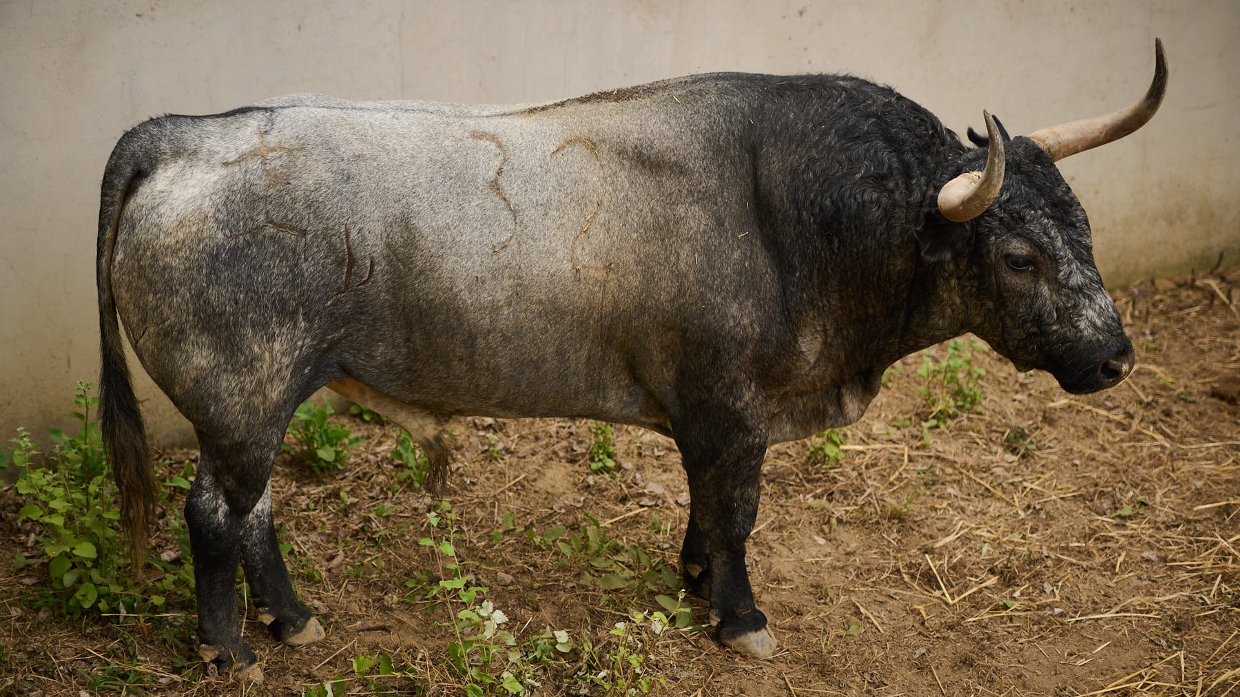 El toro 'Chupetero' (nº32) de la ganadería de José Escolar Gil (8 de julio) y de 545 kilos de peso en los corrales del Gas de Pamplona. PABLO LASAOSA