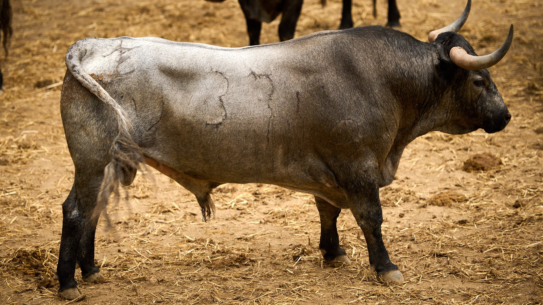 El toro 'Consejero I' (nº37) de la ganadería de José Escolar Gil (8 de julio) y de 560 kilos de peso en los corrales del Gas de Pamplona. PABLO LASAOSA