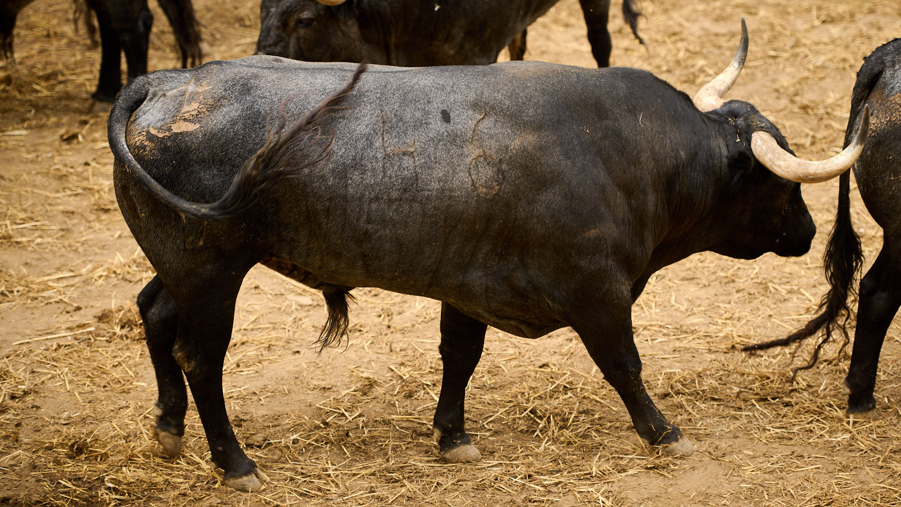 El toro 'Camorristo' (nº46) de la ganadería de José Escolar Gil (8 de julio) y de 555 kilos de peso en los corrales del Gas de Pamplona. PABLO LASAOSA