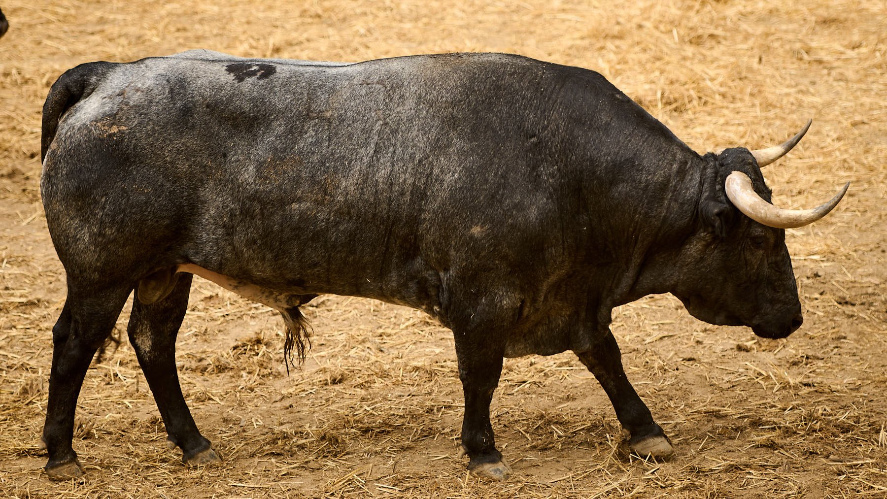 El toro 'Cumplidor' (nº47) de la ganadería de José Escolar Gil (8 de julio) y de 595 kilos de peso en los corrales del Gas de Pamplona. PABLO LASAOSA