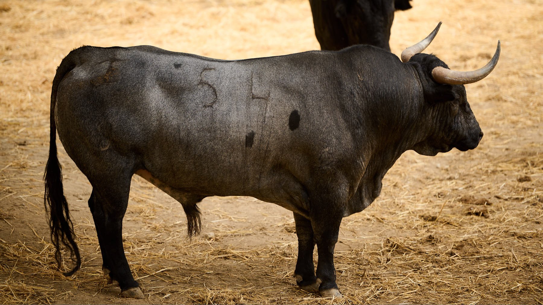 El toro 'Cartonero' (nº54) de la ganadería de José Escolar Gil (8 de julio) y de 605 kilos de peso en los corrales del Gas de Pamplona. PABLO LASAOSA
