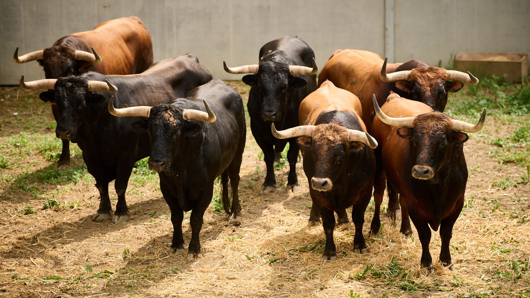Toros de la ganadería de La Palmosilla (7 de julio) en los corrales del Gas de Pamplona. PABLO LASAOSA