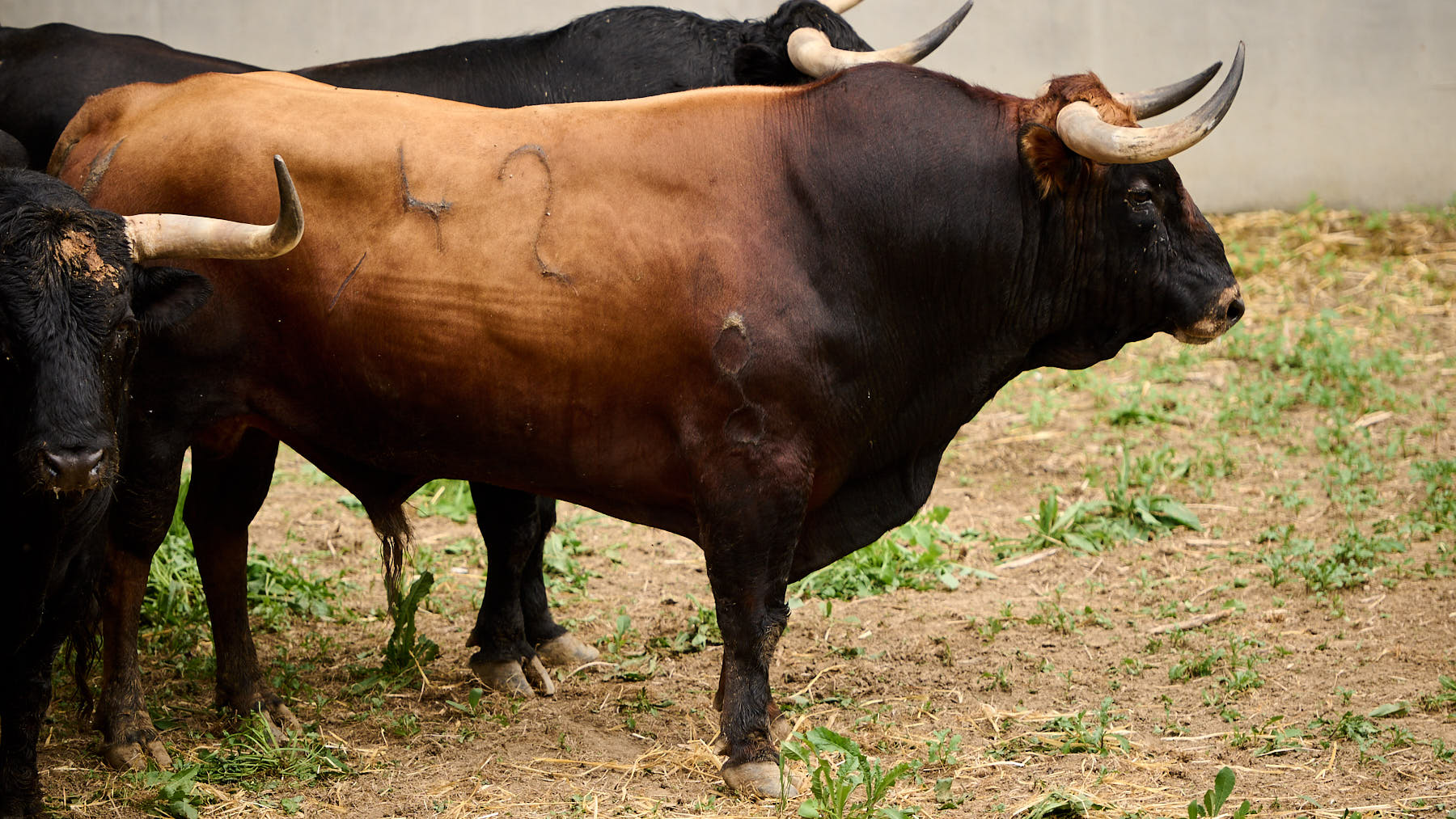 El toro 'Mirlon' (nº42) de la ganadería de La Palmosilla (7 de julio) y de 595 kilos de peso en los corrales del Gas de Pamplona. PABLO LASAOSA