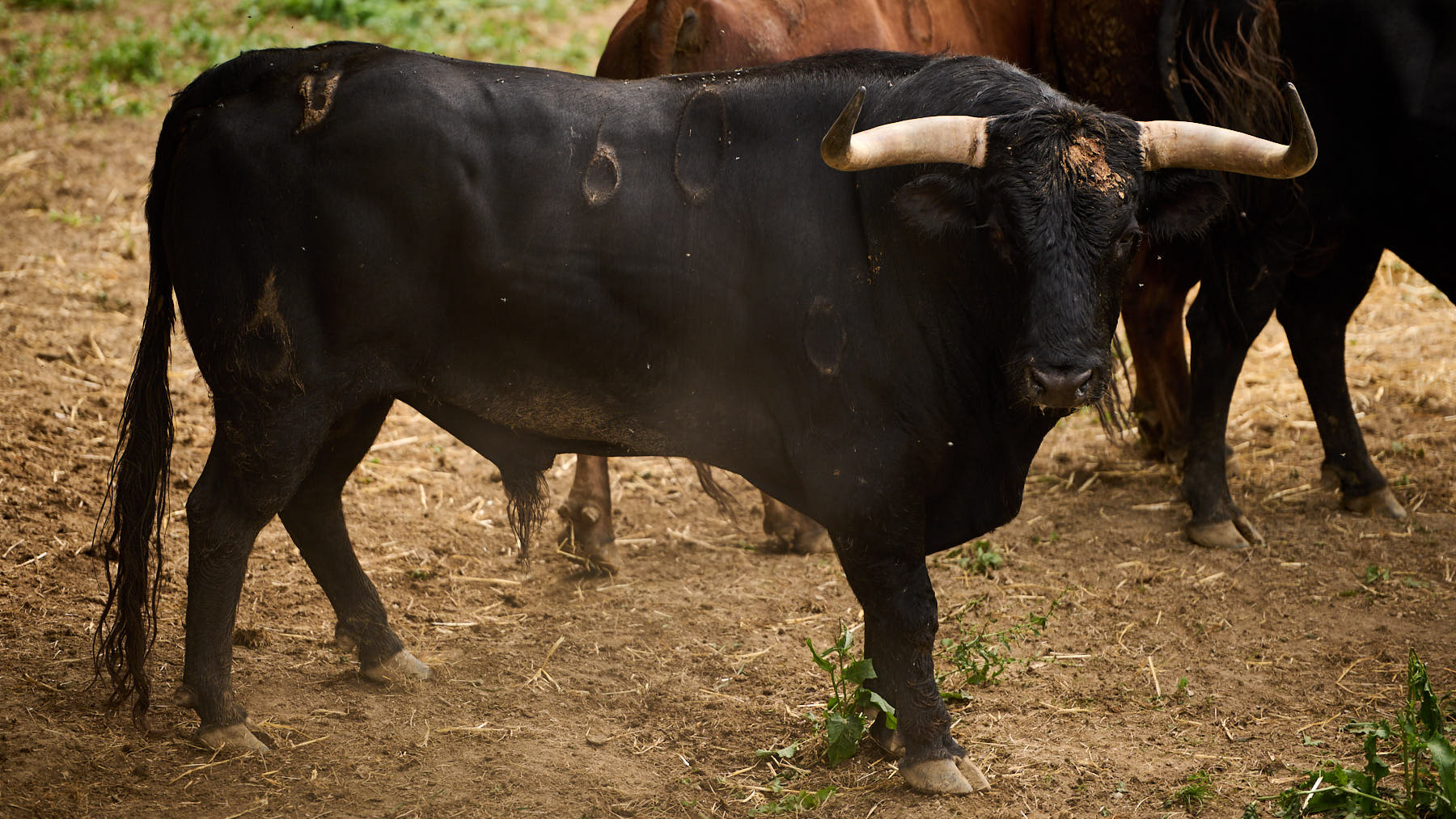 El toro 'Aspirante' (nº60) de la ganadería de La Palmosilla (7 de julio) y de 575 kilos de peso en los corrales del Gas de Pamplona. PABLO LASAOSA