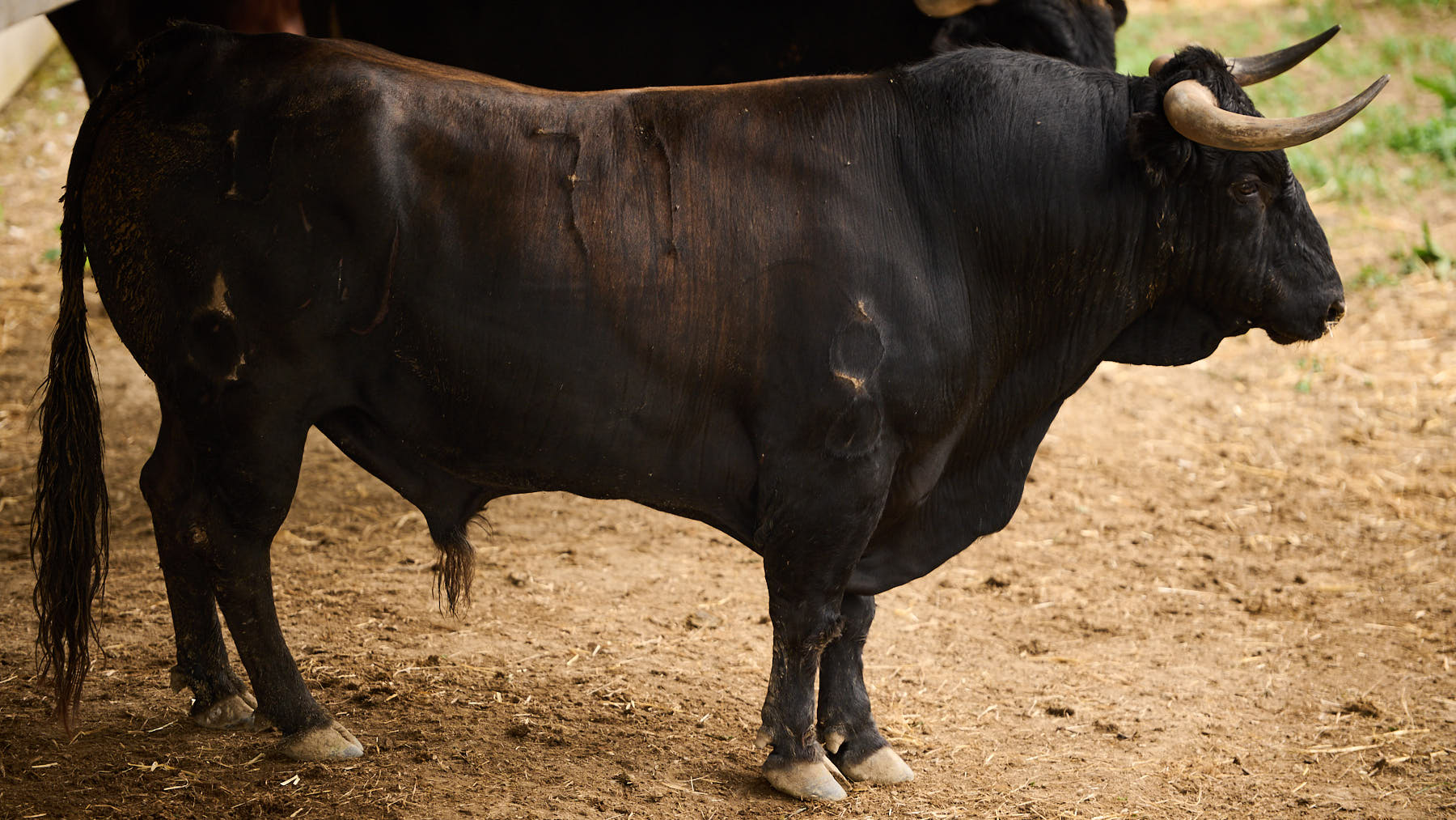 El toro 'Opiparo' (nº71) de la ganadería de La Palmosilla (7 de julio) y de 555 kilos de peso en los corrales del Gas de Pamplona. PABLO LASAOSA