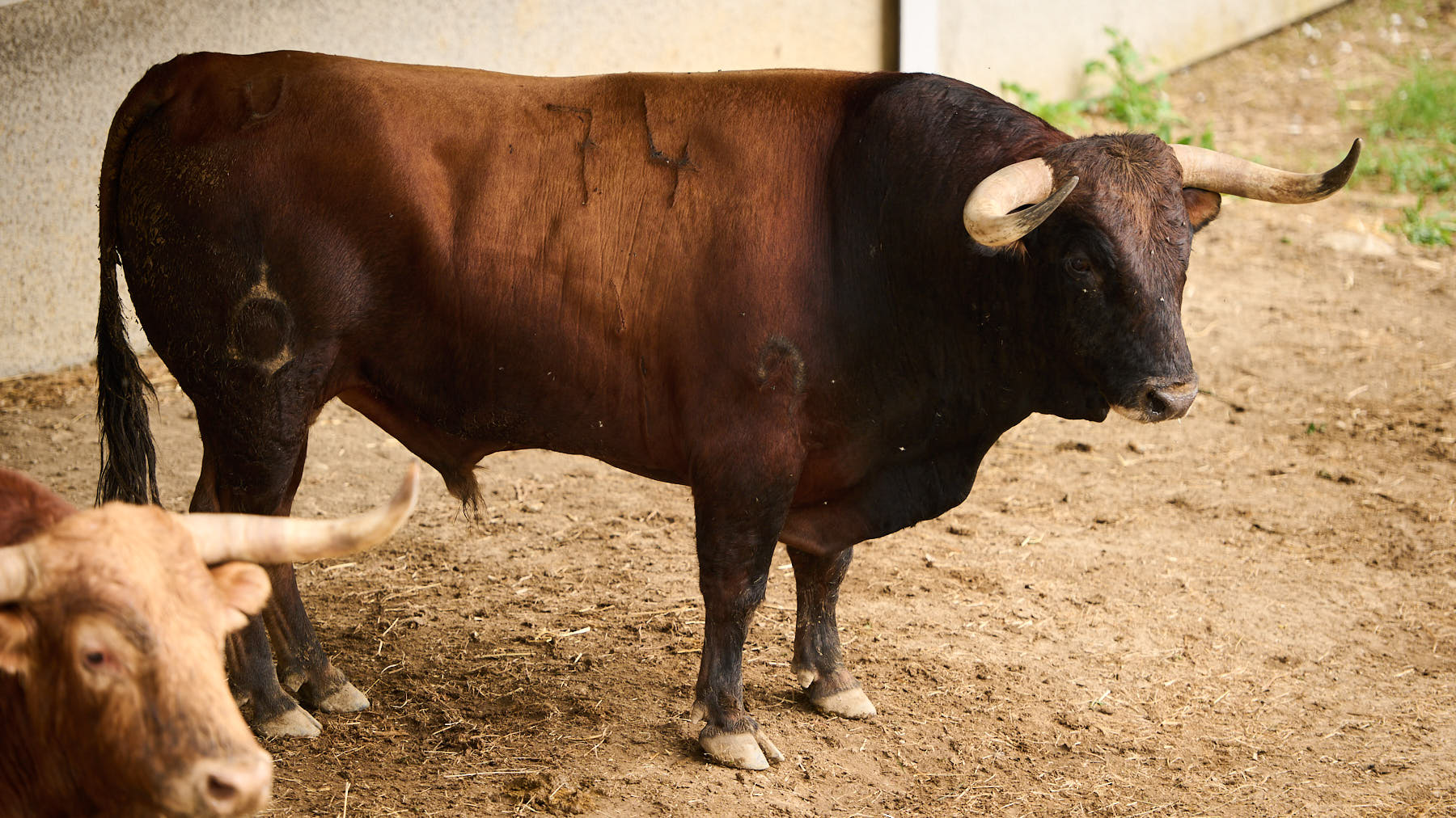 El toro 'Cara Feo' (nº74) de la ganadería de La Palmosilla (7 de julio) y de 610 kilos de peso en los corrales del Gas de Pamplona. PABLO LASAOSA