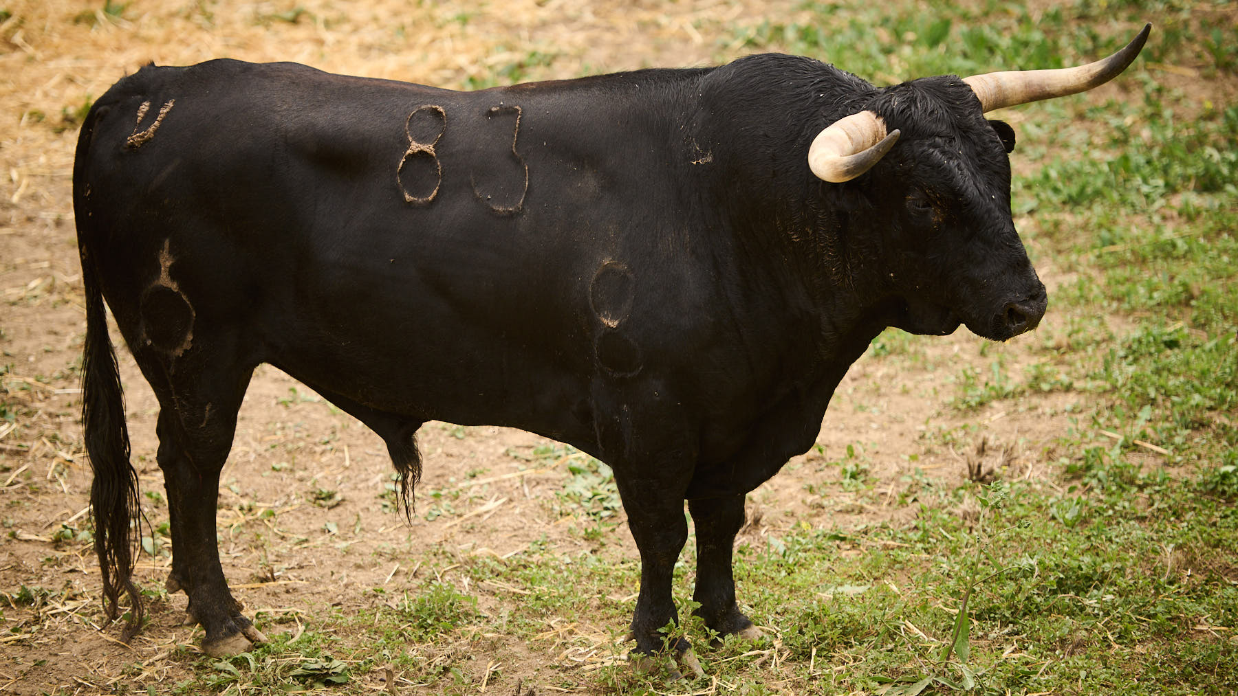 El toro 'Historico' (nº83) de la ganadería de La Palmosilla (7 de julio) y de 565 kilos de peso en los corrales del Gas de Pamplona. PABLO LASAOSA