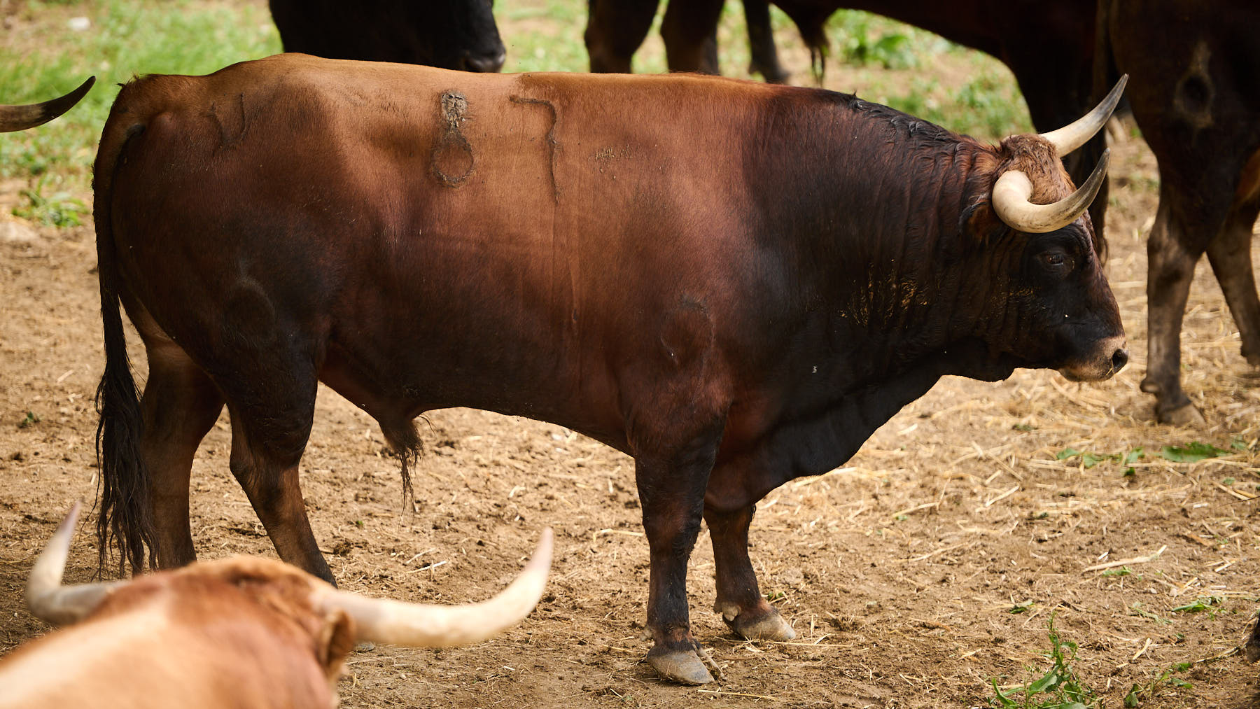 El toro 'Escandalito' (nº87) de la ganadería de La Palmosilla (7 de julio) y de 520 kilos de peso en los corrales del Gas de Pamplona. PABLO LASAOSA