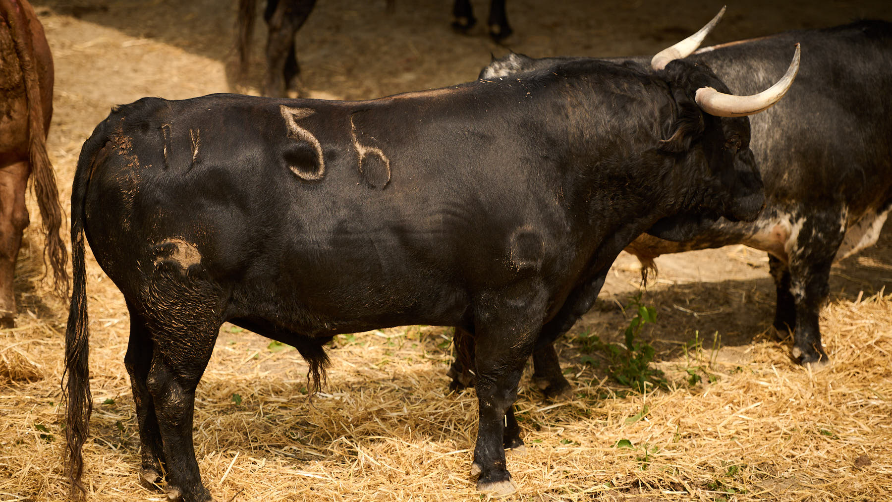 El toro 'Perezoso' (nº56) de la ganadería de Cebada Gago (9 de julio) y de 610 kilos de peso en los corrales del Gas de Pamplona. PABLO LASAOSA