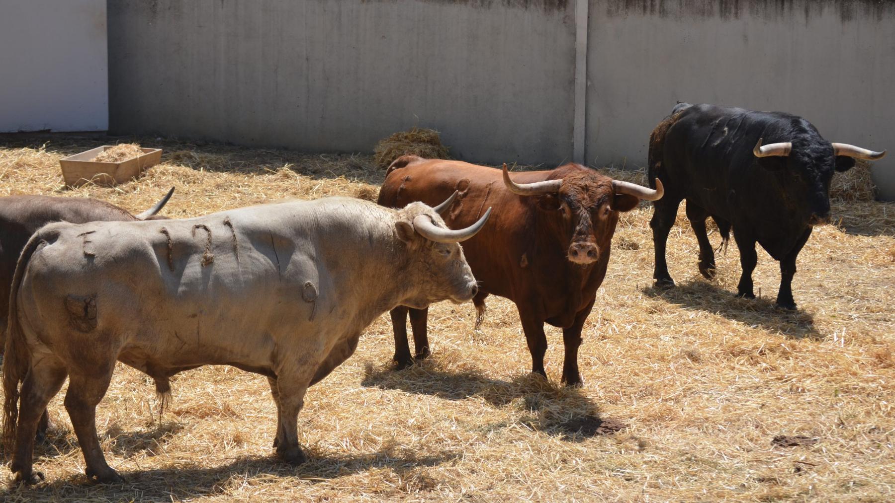 Toros de Núñez del Cuvillo para el encierro y la corrida del 11 de julio en San Fermín 2023. CEDIDA