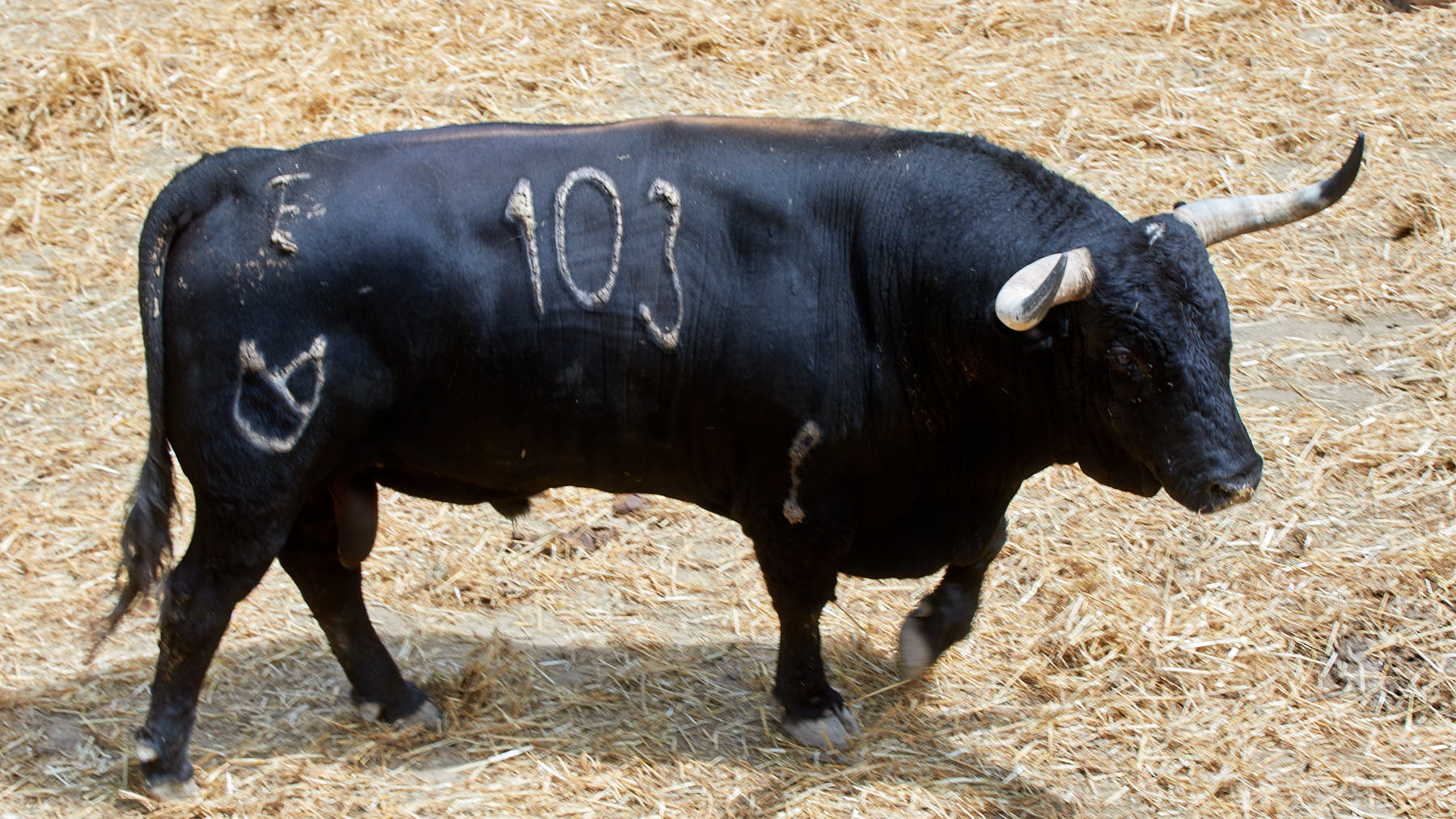 El toro Morito (nº 103) de la  ganadería de Nuñez del Cuvillo (11 de julio)  y de 565 kilos de peso en los corrales del Gas de Pamplona. IÑIGO ALZUGARAY
