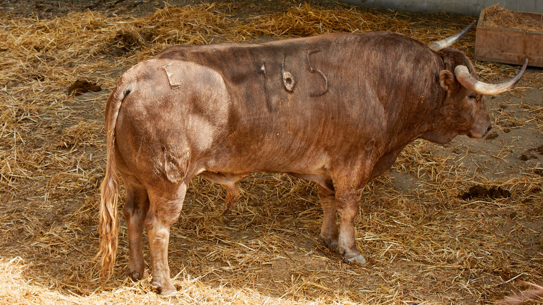 Toros de la ganadería de Nuñez del Cuvillo (11 de julio) en los corrales del Gas de Pamplona. IÑIGO ALZUGARAY