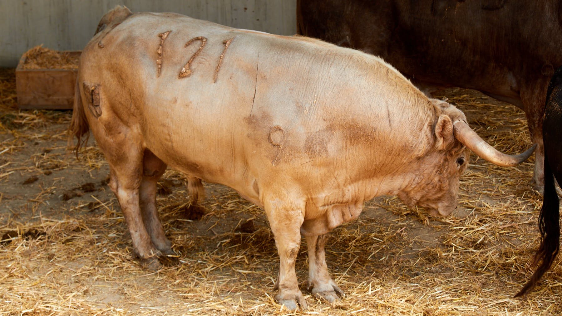 El toro Encumbrado (nº 121) de la  ganadería de Nuñez del Cuvillo (11 de julio)  y de 560 kilos de peso en los corrales del Gas de Pamplona. IÑIGO ALZUGARAY