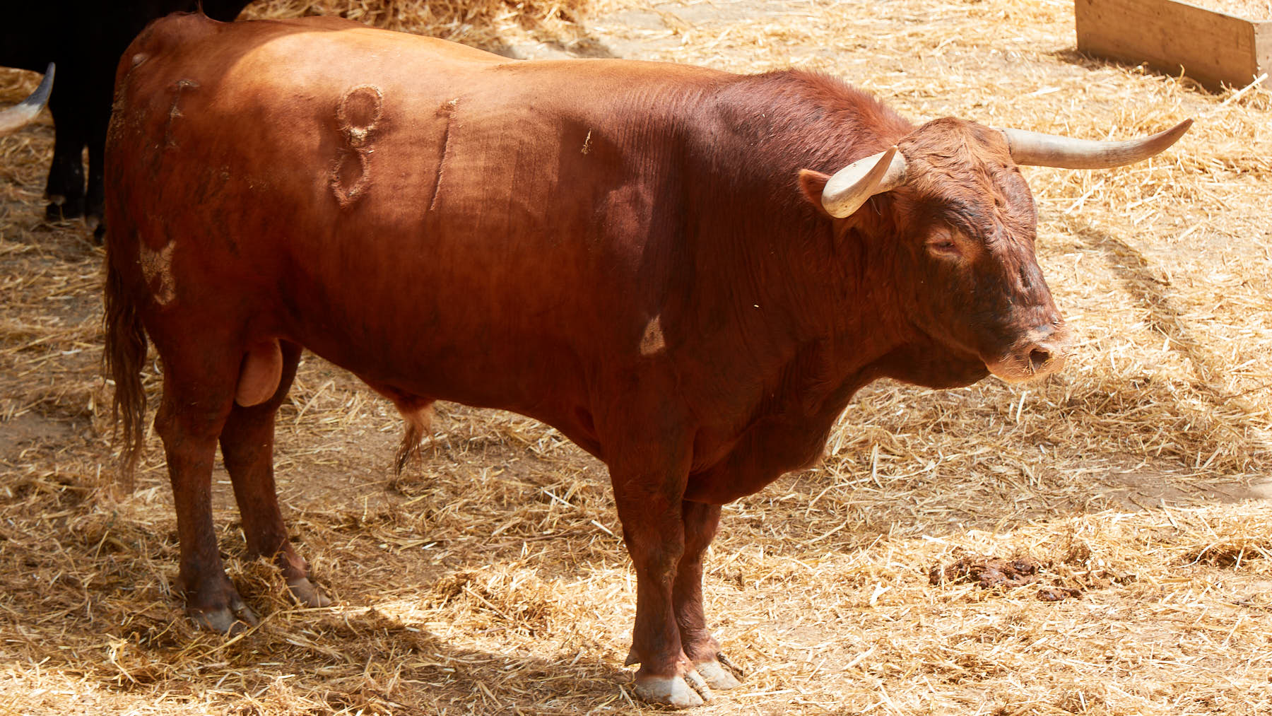 El toro Pesadillo (nº 81) de la  ganadería de Nuñez del Cuvillo (11 de julio)  y de 515 kilos de peso en los corrales del Gas de Pamplona. IÑIGO ALZUGARAY