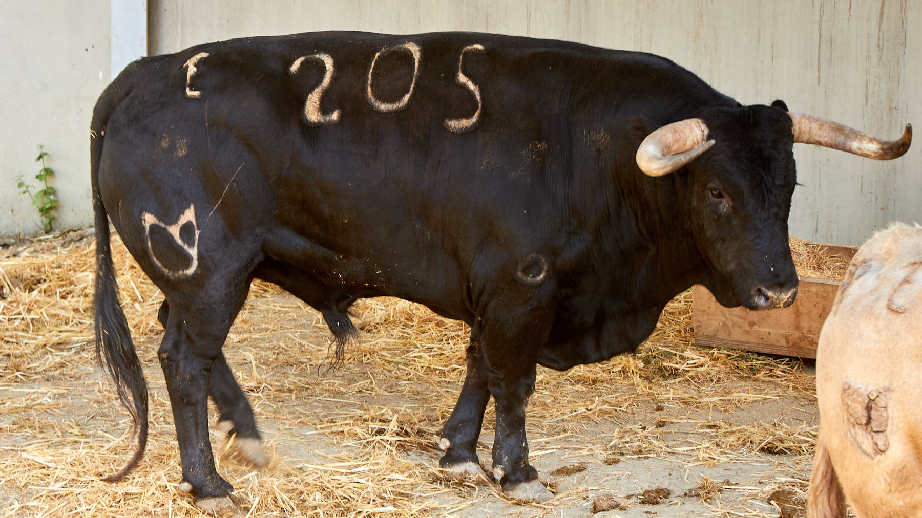 El toro Ganador (nº 205) de la  ganadería de Nuñez del Cuvillo (11 de julio)  y de 565 kilos de peso en los corrales del Gas de Pamplona. IÑIGO ALZUGARAY