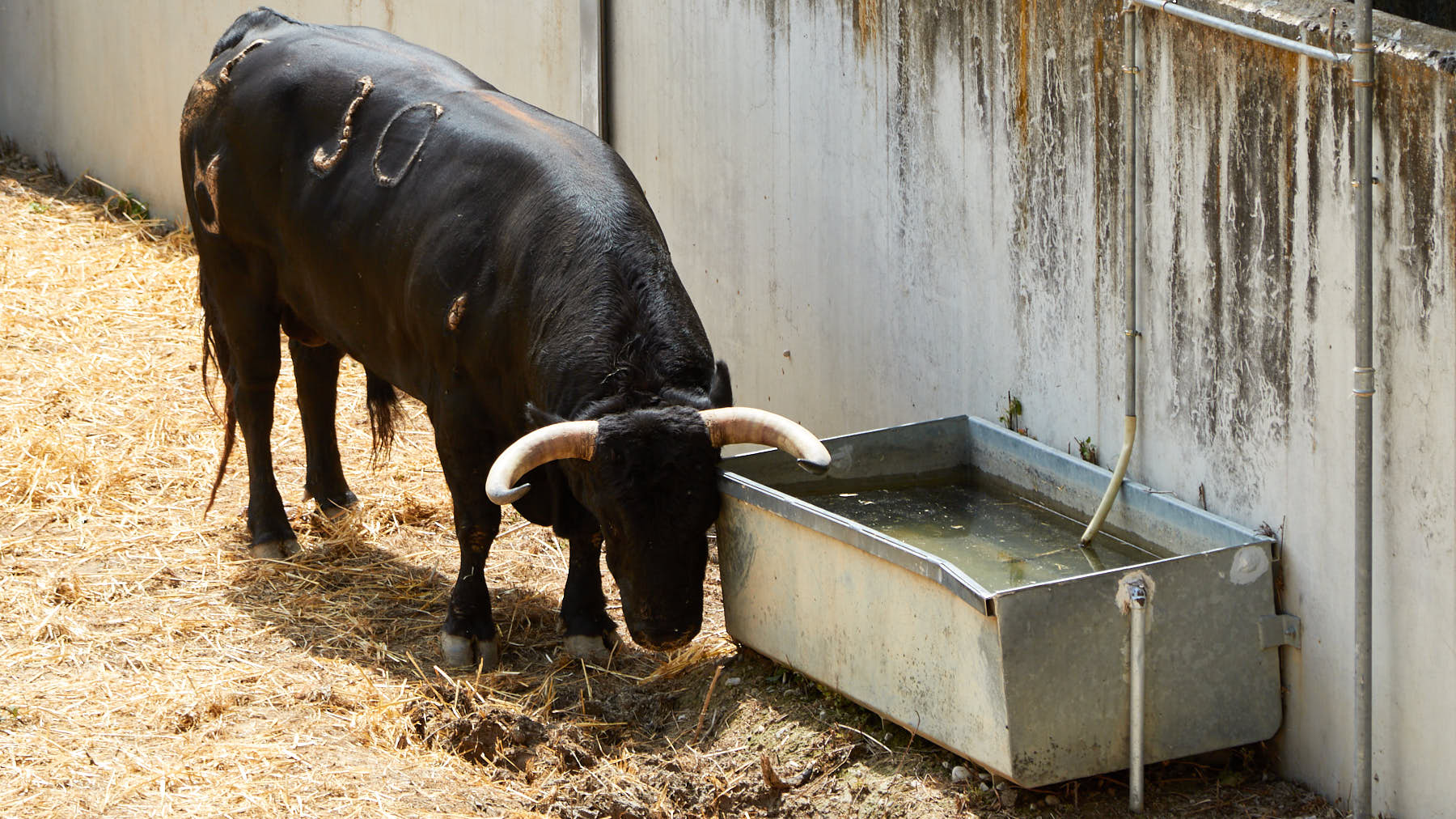 El toro Farfonillo (nº 30) de la  ganadería de Nuñez del Cuvillo (11 de julio)  y de 555 kilos de peso en los corrales del Gas de Pamplona. IÑIGO ALZUGARAY
