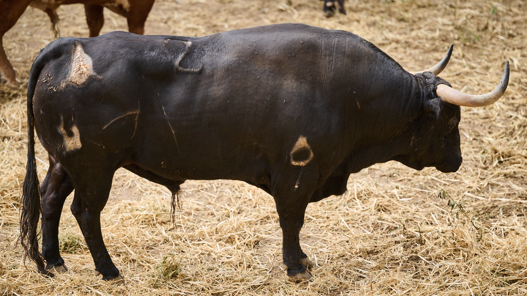 El toro 'Zalagardo' (nº2) de la ganadería de Jandilla (12 de julio) y de 505 kilos de peso en los corrales del Gas de Pamplona. PABLO LASAOSA