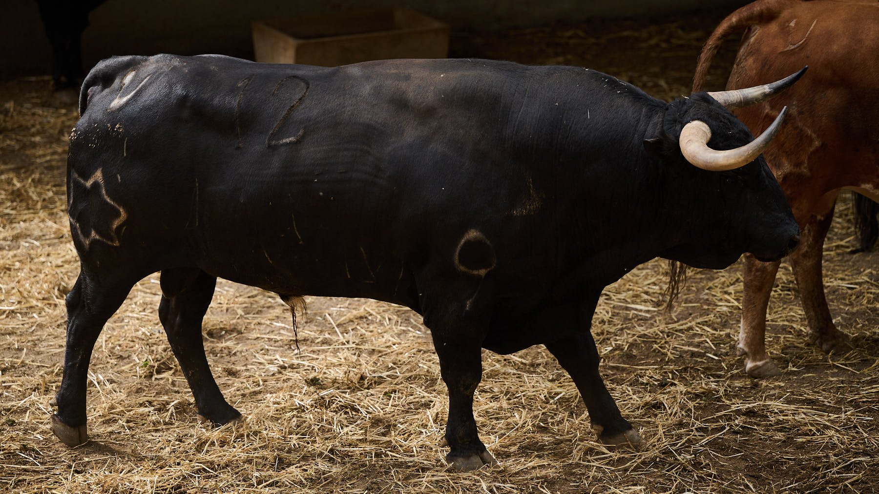 El toro 'Engorroso' (nº12) de la ganadería de Jandilla (12 de julio) y de 585 kilos de peso en los corrales del Gas de Pamplona. PABLO LASAOSA