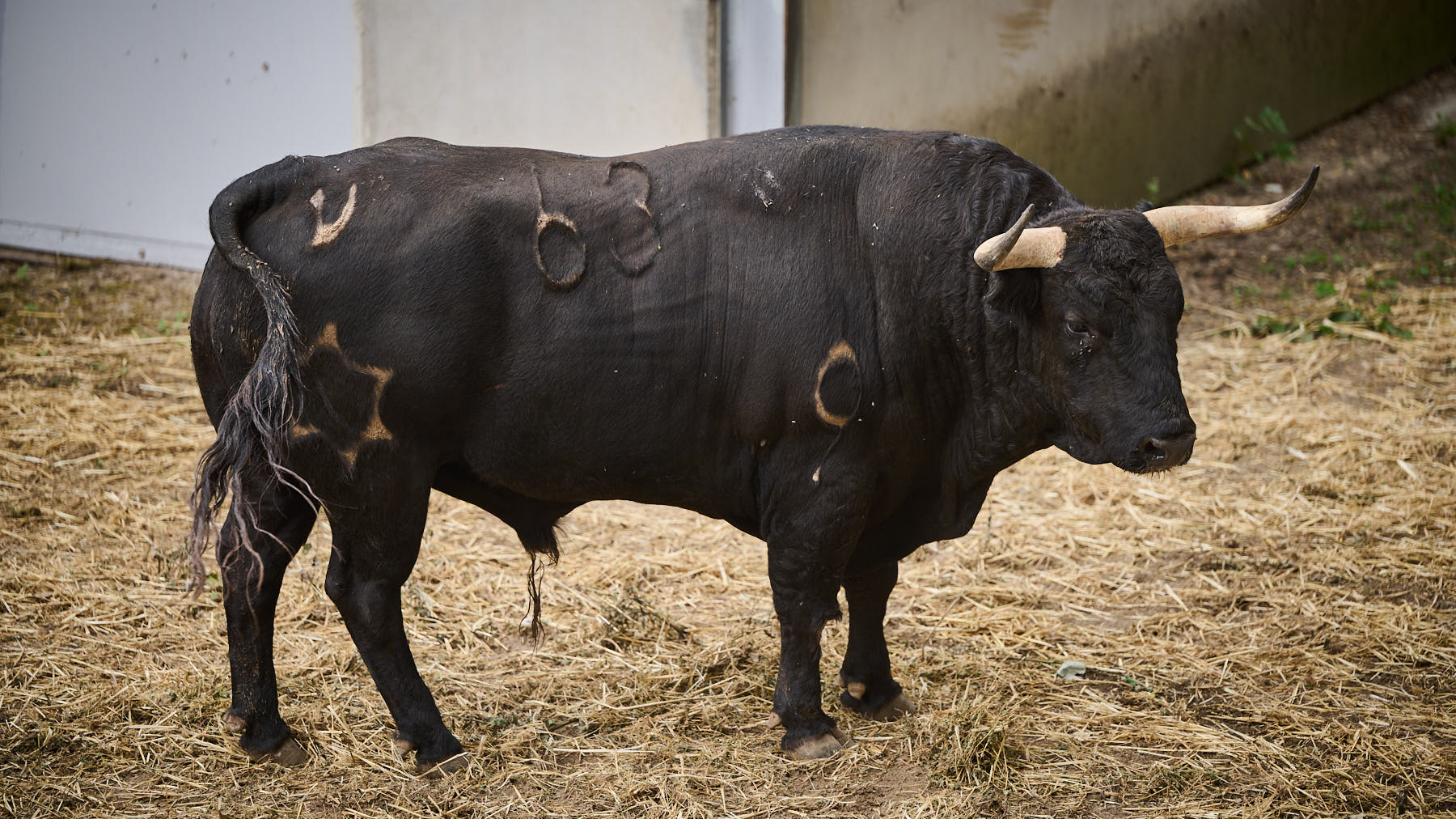 El toro 'Torbellino' (nº63) de la ganadería de Jandilla (12 de julio) y de 580 kilos de peso en los corrales del Gas de Pamplona. PABLO LASAOSA