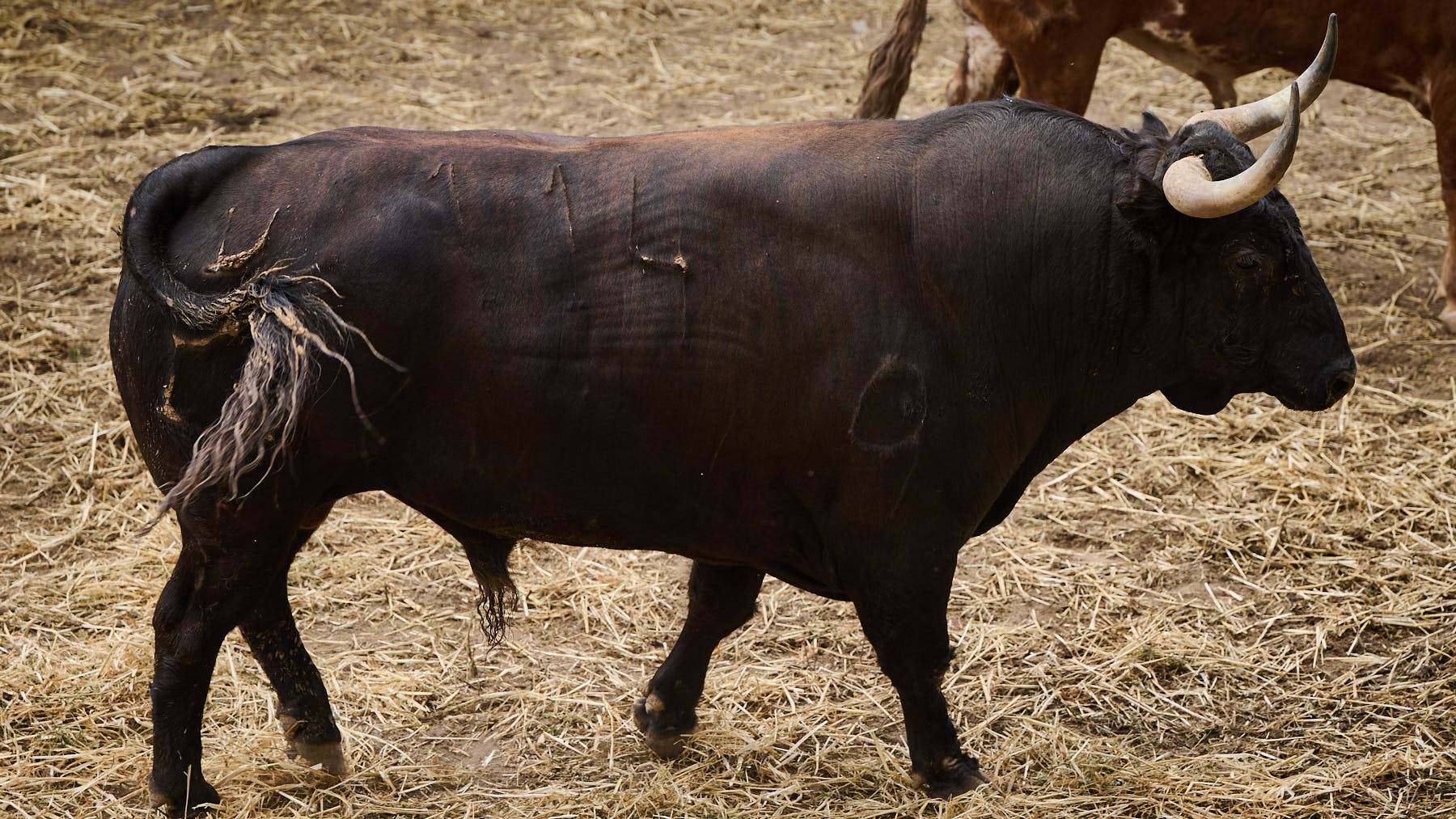 El toro 'Herrerillo' (nº114) de la ganadería de Jandilla (12 de julio) y de 530 kilos de peso en los corrales del Gas de Pamplona. PABLO LASAOSA