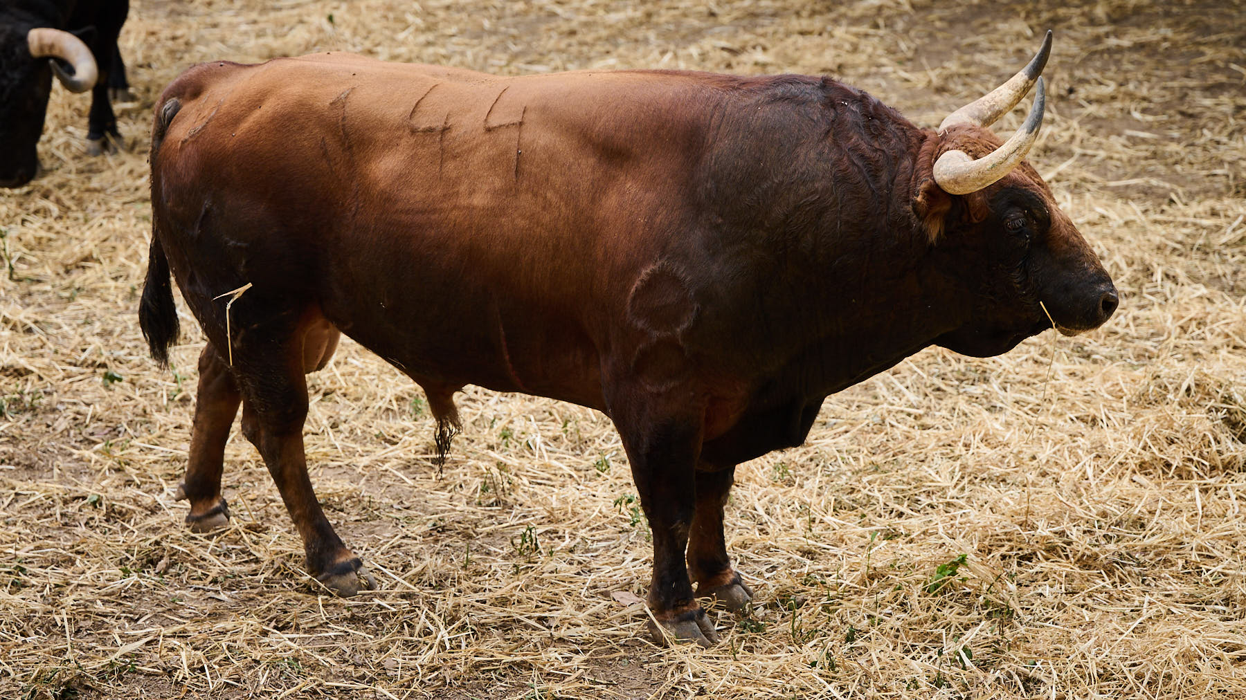 El toro 'Vibrante' (nº144) de la ganadería de Jandilla (12 de julio) y de 530 kilos de peso en los corrales del Gas de Pamplona. PABLO LASAOSA