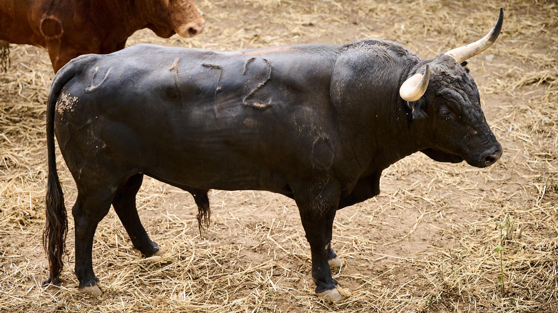 El toro 'Versolaro' (nº172) de la ganadería de Jandilla (12 de julio) y de 540 kilos de peso en los corrales del Gas de Pamplona. PABLO LASAOSA