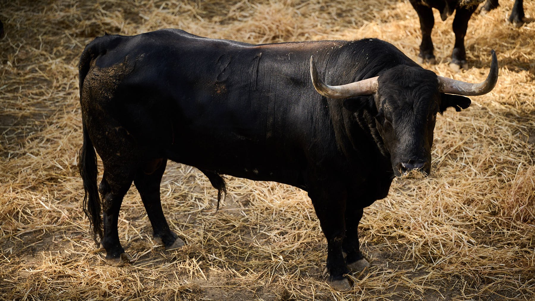El toro 'Navegante' (nº 21) de la ganadería de Victoriano del Río (13 de julio) y de 570 kilos de peso en los corrales del Gas de Pamplona. PABLO LASAOSA

