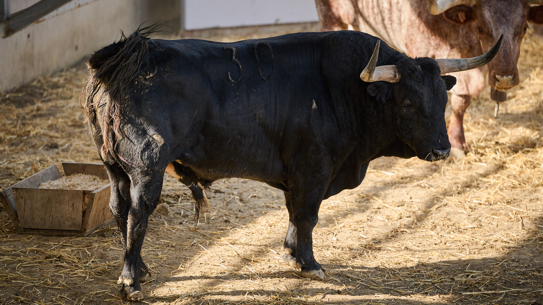 El toro 'Español' (nº 30) de la ganadería de Victoriano del Río (13 de julio) y de 525 kilos de peso en los corrales del Gas de Pamplona. PABLO LASAOSA