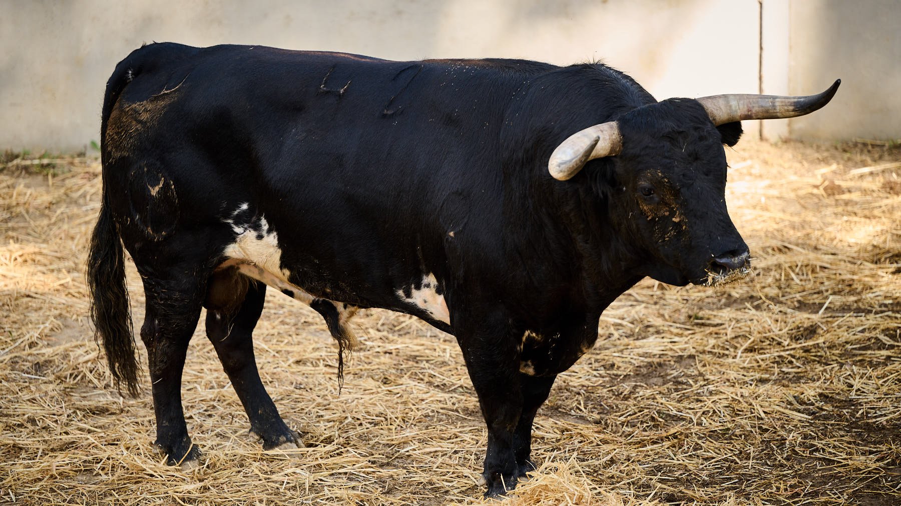 El toro 'Entrenador' (nº 42) de la ganadería de Victoriano del Río (13 de julio) y de 570 kilos de peso en los corrales del Gas de Pamplona. PABLO LASAOSA