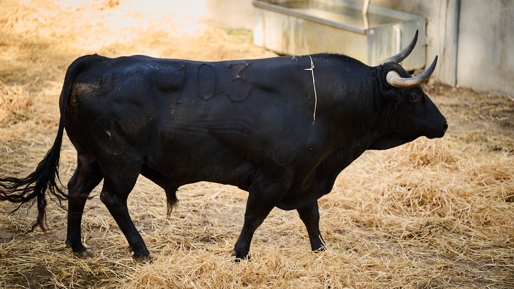 El toro 'Impuesto' (nº 103) de la ganadería de Victoriano del Río (13 de julio) y de 555 kilos de peso en los corrales del Gas de Pamplona. PABLO LASAOSA