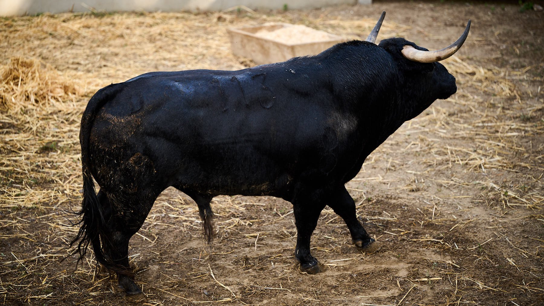 El toro 'Alcalde' (nº 113) de la ganadería de Victoriano del Río (13 de julio) y de 520 kilos de peso en los corrales del Gas de Pamplona. PABLO LASAOSA