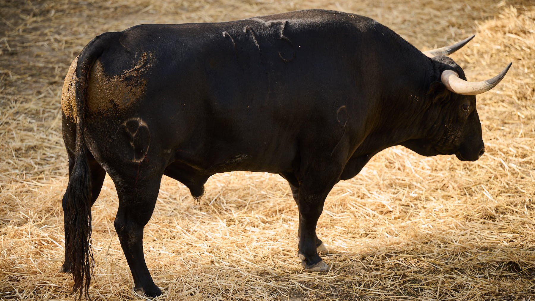 El toro 'Forajido' (nº 113) de la ganadería de Victoriano del Río (13 de julio) y de 580 kilos de peso en los corrales del Gas de Pamplona. PABLO LASAOSA