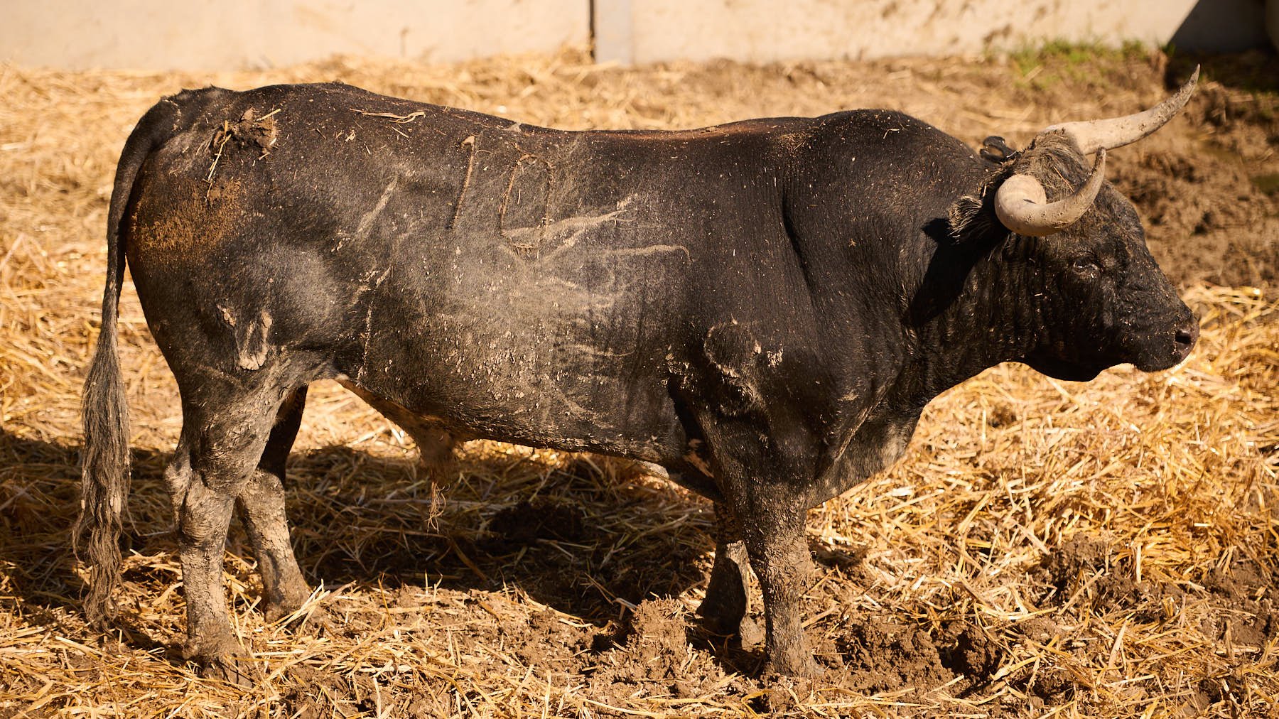 El toro 'Reinasolo' (nº 10) de la ganadería de Miura (14 de julio) y de 615 kilos de peso en los corrales del Gas de Pamplona. PABLO LASAOSA