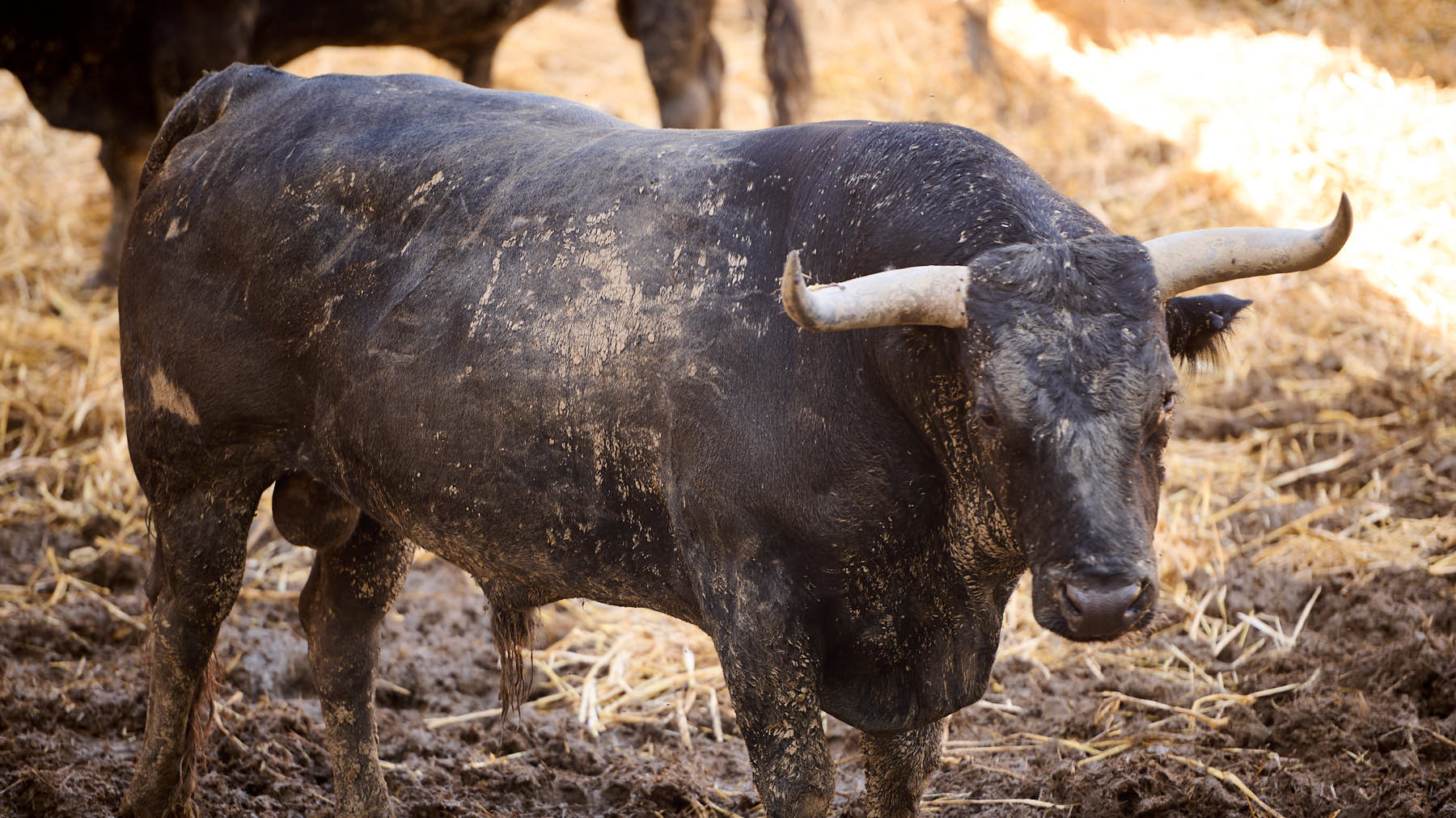El toro 'Farándolo' (nº 27) de la ganadería de Miura (14 de julio) y de 630 kilos de peso en los corrales del Gas de Pamplona. PABLO LASAOSA