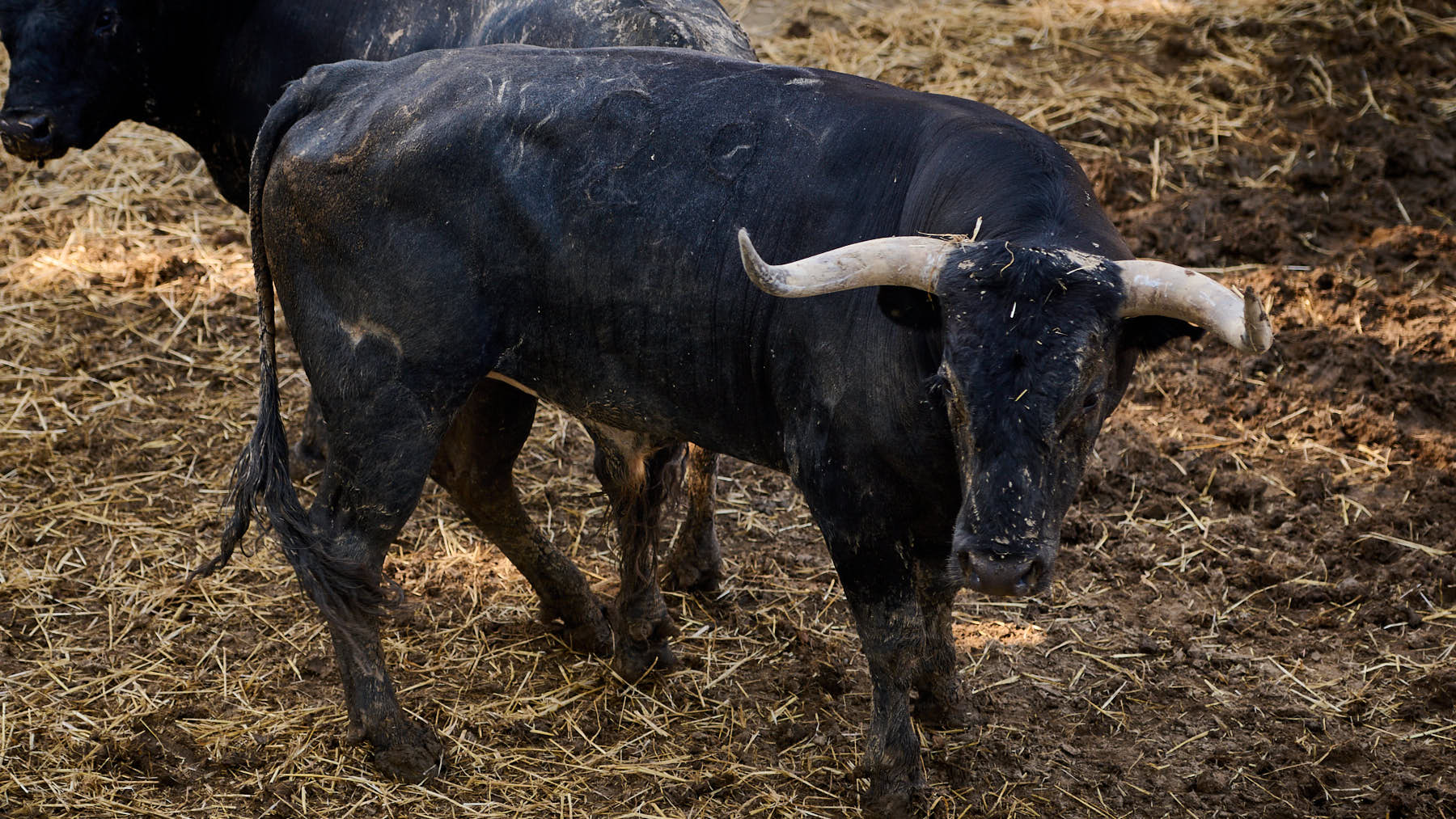 El toro 'Papelero' (nº 29) de la ganadería de Miura (14 de julio) y de 635 kilos de peso en los corrales del Gas de Pamplona. PABLO LASAOSA