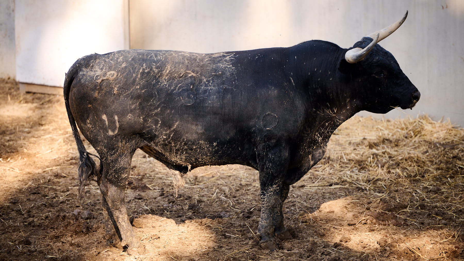 El toro 'Almagreño' (nº 37) de la ganadería de Miura (14 de julio) y de 590 kilos de peso en los corrales del Gas de Pamplona. PABLO LASAOSA