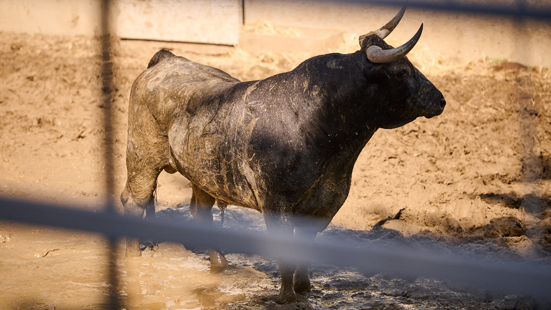 El toro 'Panadero' (nº 42) de la ganadería de Miura (14 de julio) y de 625 kilos de peso en los corrales del Gas de Pamplona. PABLO LASAOSA