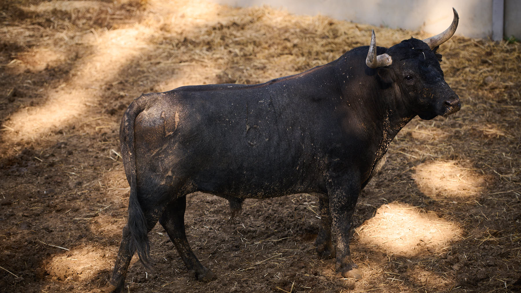 El toro 'Famoso' (nº 61) de la ganadería de Miura (14 de julio) y de 575 kilos de peso en los corrales del Gas de Pamplona. PABLO LASAOSA