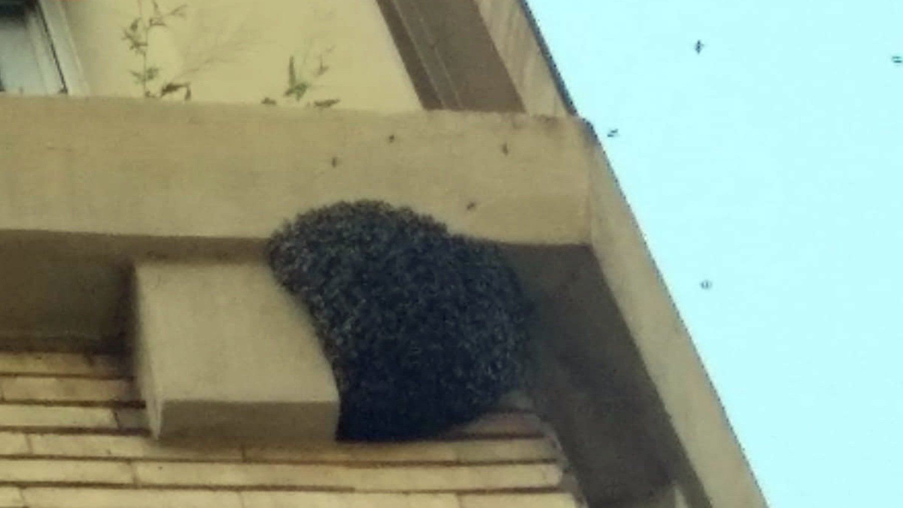 Ejambre de abejas en una cornisa de un edificio de la calle Aoiz en Pamplona. BOMBEROS DE NAVARRA