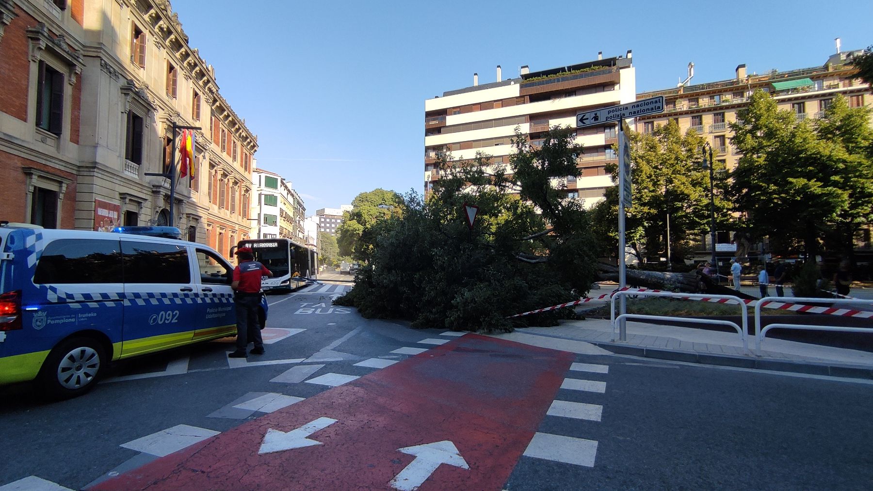 Un árbol se cae frente al Parlamento de Navarra. NAVARRA.COM